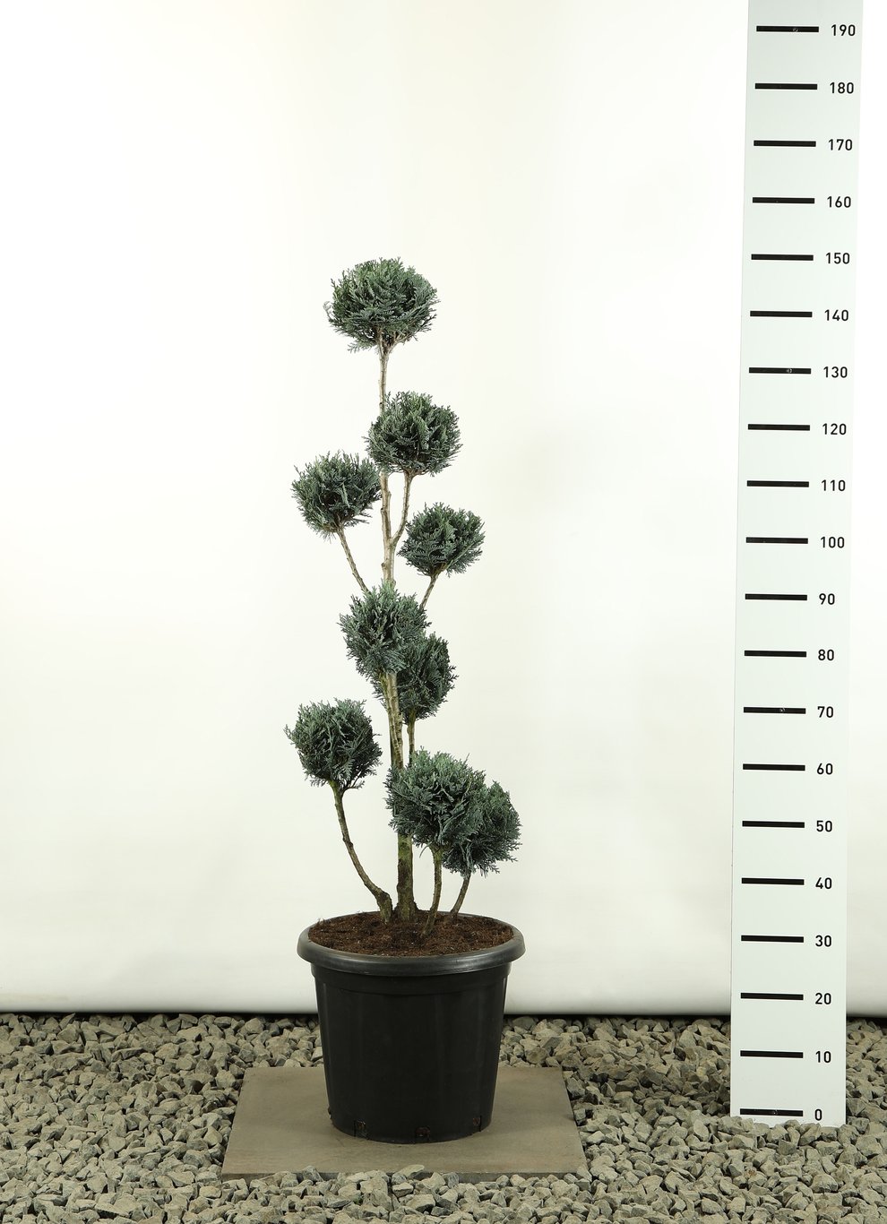 Chamaecyparis l. 'Pelt's Blue' - 100-125 CM PonPon Cont.